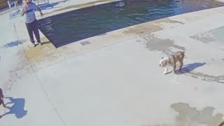 Our Puppy Forgot We Took the Cover Off the Pool