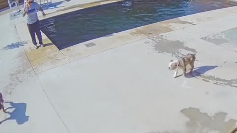 Our Puppy Forgot We Took the Cover Off the Pool
