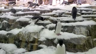 Penguin Satisfaction