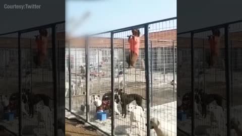 Watch: How these dogs escaped from a cage