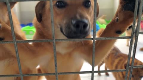 Portrait of sad mixed breed dog behind the fences. Dog in a shelter or an animal nursery