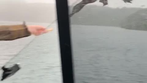 duck eating while flying