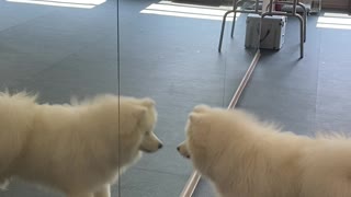 Samoyed Seeing Himself For the First Time in Mirror