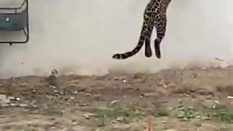 Cheetah 🐆 (leopard 🐆) Wild Leopard Attack 😢 #wildlife #viralvideo #ytshorts #2023