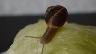Snail Climbing on Lettuce - Footage By peakring.com