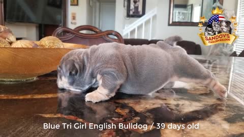 Puppy English Bulldog