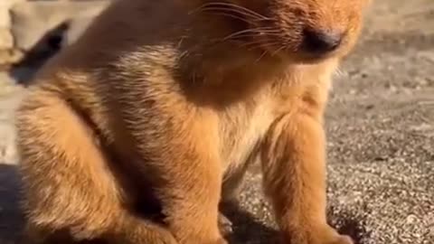 Funny and Cute Animals #1 #Shorts