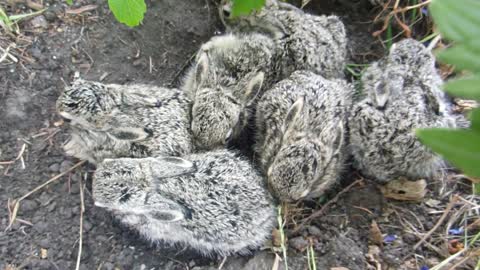 cute baby rabits