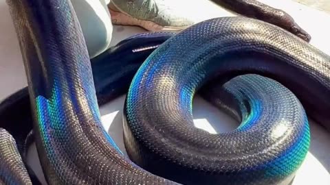 Wow Nature Beautiful Python Snake! Cool Video #thatmoment