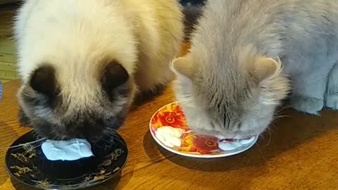 Cats eat sour cream