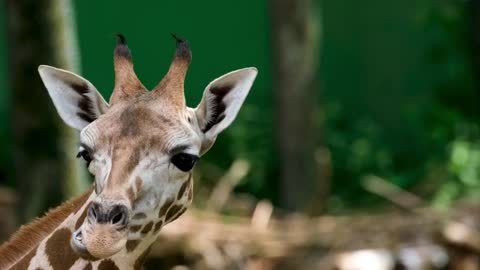Giraffe Long jibe Head Chew