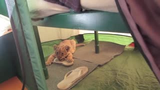 New Born White Lion Cub and Dogs Best Friends