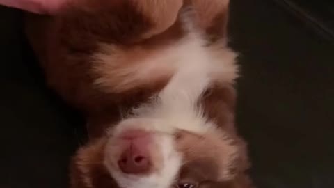 Funniest DOGS of TikTok Compilation ~ Try Not To Laugh ~ Cute Puppies TIK TOK