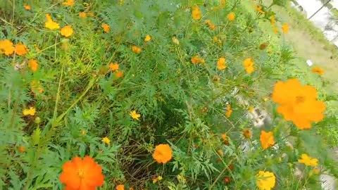 flowers in the field in autumn