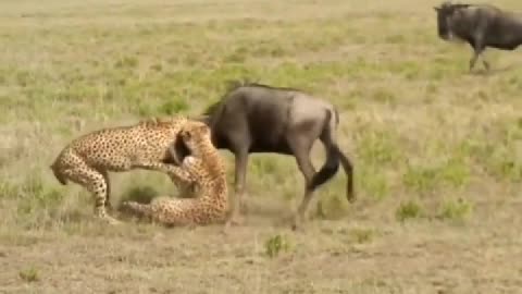 Two cheetahs grabbed wildebeest, only to be wildebeest