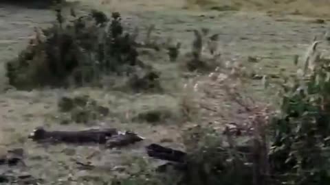 a zebra after a lion attack action animal video