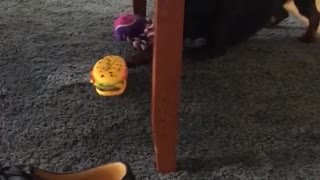 Dog tries to play with his toy