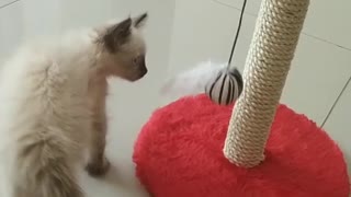 Cat played with the ball