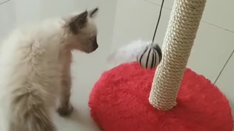 Cat played with the ball