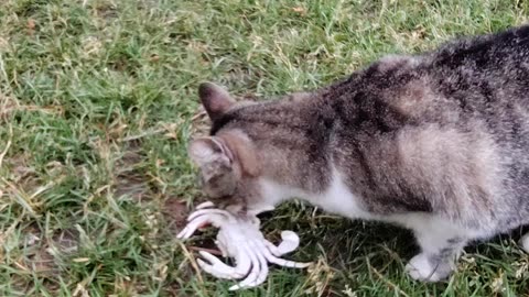 Stella the cat and Tiger