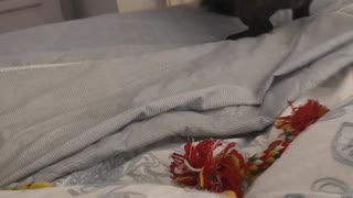 Hilarious French Bulldog Bedtime Zoomies