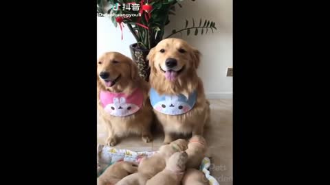 Funny cats and dogs, funny animals compilatio