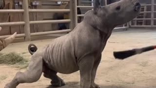 Baby Rhino Loves a Good Brushing