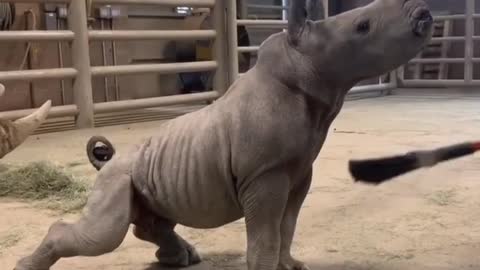 Baby Rhino Loves a Good Brushing