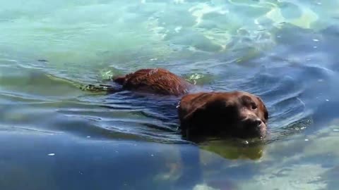 How fast can the dog swim?