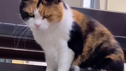 What a beautiful calico cat