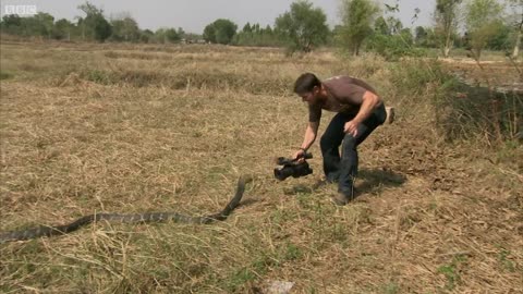 Awesome King Cobra | Deadly 60 | Series 2 | BBC Earth