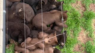 Big Bundle of Baby Bears