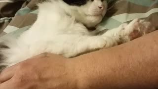 Cat simply melts for belly rubs