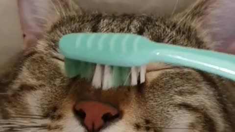 Сats enjoy being petted with a toothbrush