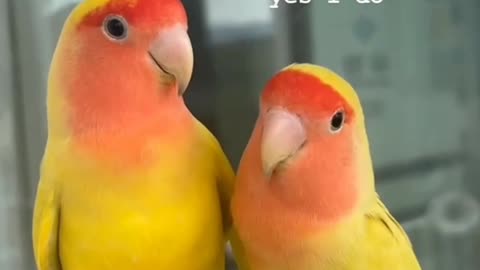 Bird love....