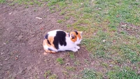 A cute kitten is playing in the yard 🥰 Cute cats