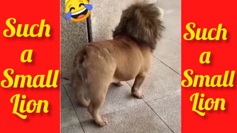 You have Never see such a Small Lion | you will shocked to now the truth