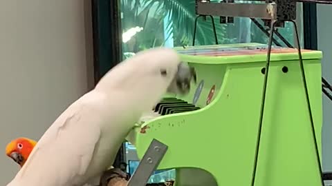 THIS PARROT PLAYING LIKE BETHOVEN