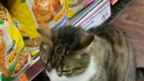 Fanny Cat in a super market !!? 🤔 Shoping hhh