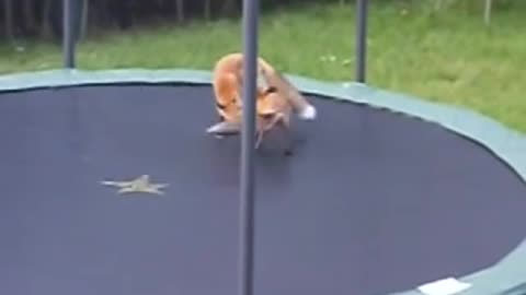 Two Wild Foxes Try Out John Lewis’s Christmas Advertisement And Bounce On A Trampoline