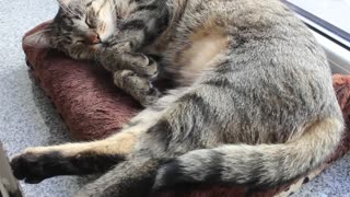 Sleeping Beauty Kitten