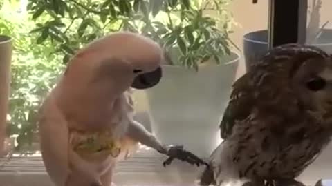 What does a parrot do to an owl?😂