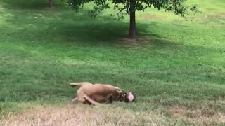 Dog rolls on grass down hill