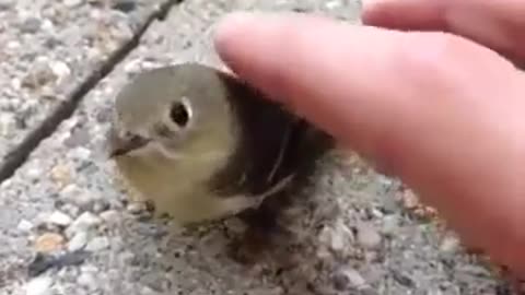 BIRB MACHINE