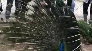 Peacock