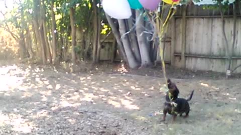 Doxie loves balloons!