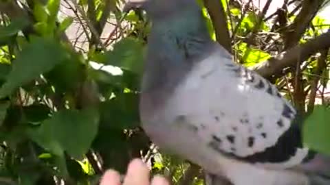 a dove that is not afraid of people