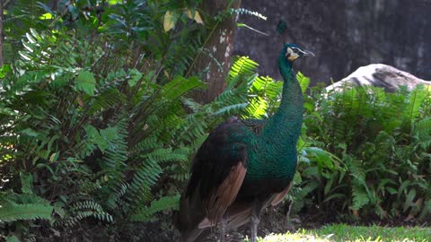 Aww Animals!peacock video dance for baby.