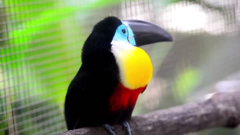 Toucan bird