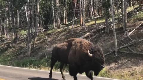 Bison Traffic Jam in Yellowstone